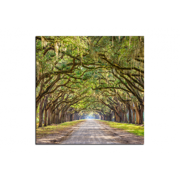 Obraz na plátně - Historické dubové stromy lemované polní cestou - čtverec